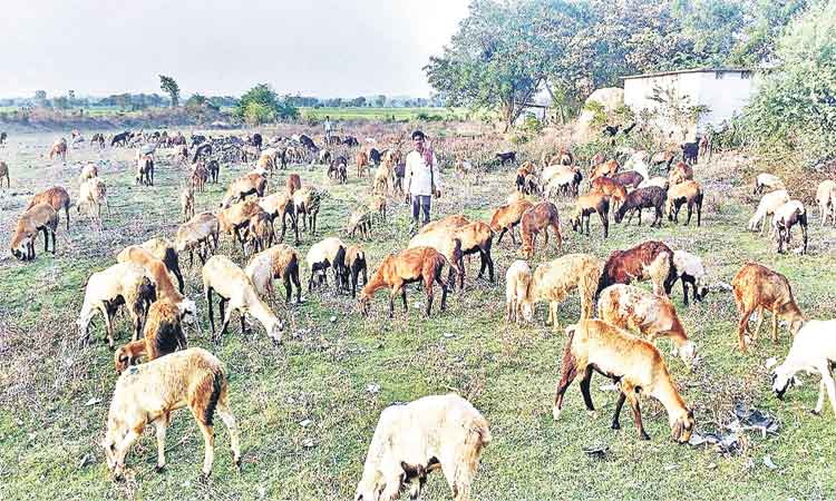 ఎలమందల మురిపెం