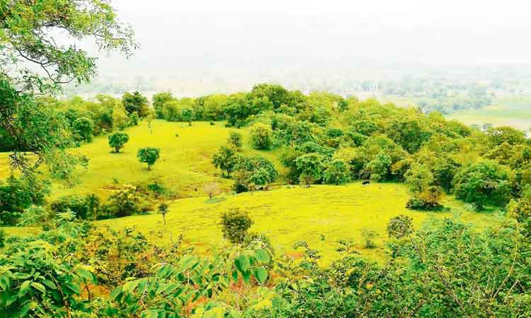 అడవిపై నిఘా