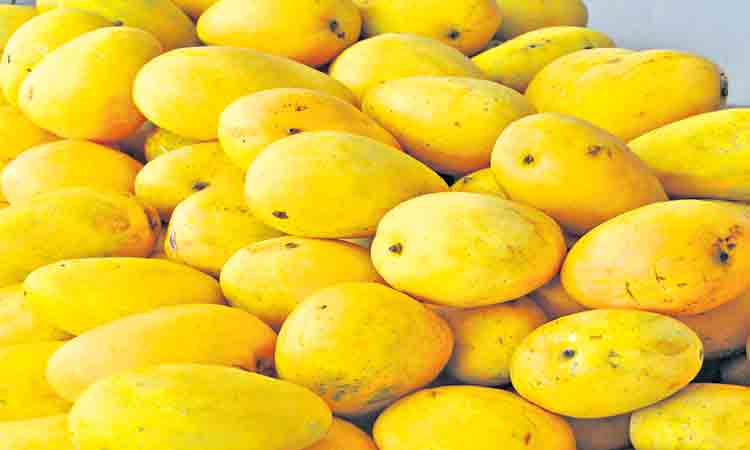 మన మామిడికి అంతర్జాతీయ బ్రాండ్‌