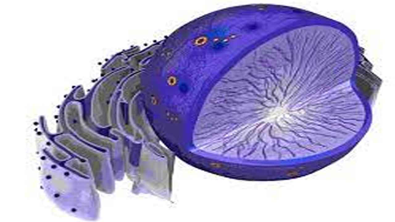 కణ కేంద్రకం అంటే ఏంటి?