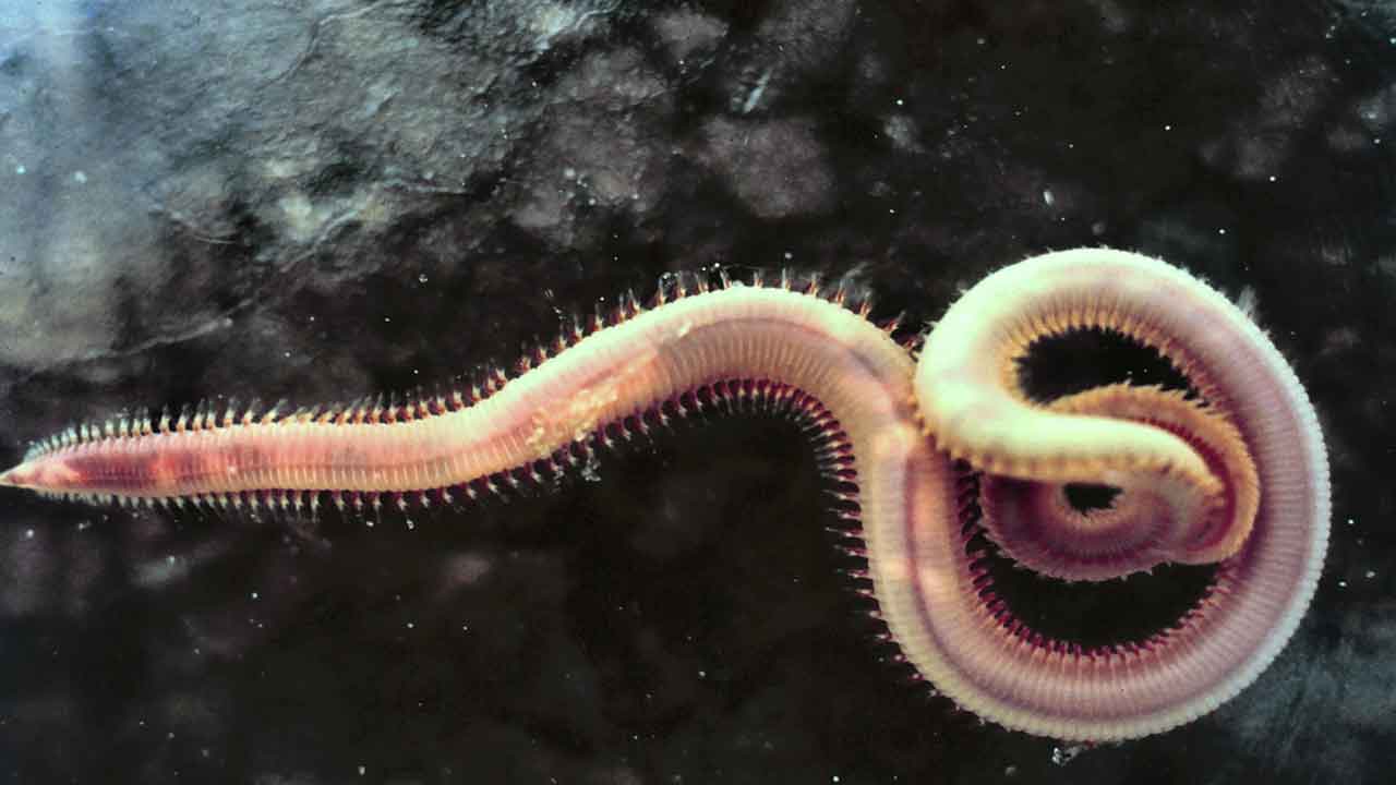 ఏ వర్గం జీవులు సమఖండ విన్యాసాన్ని ప్రదర్శిస్తాయి?