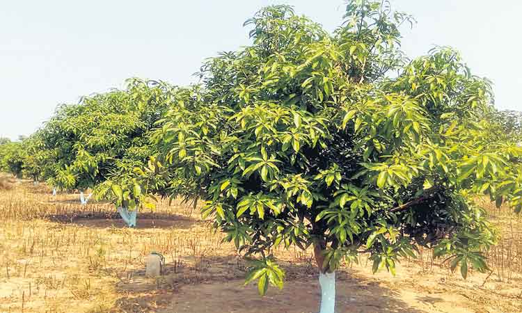 మామిడి తోటతో