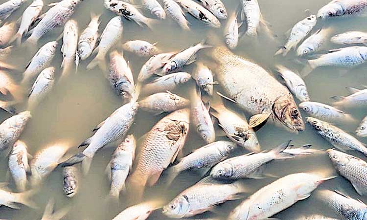 8 టన్నుల చేపలు మృత్యువాత