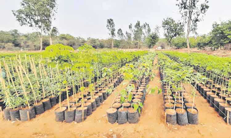 ఎనిమిదో విడుత హరితహారానికి ప్రణాళికలు