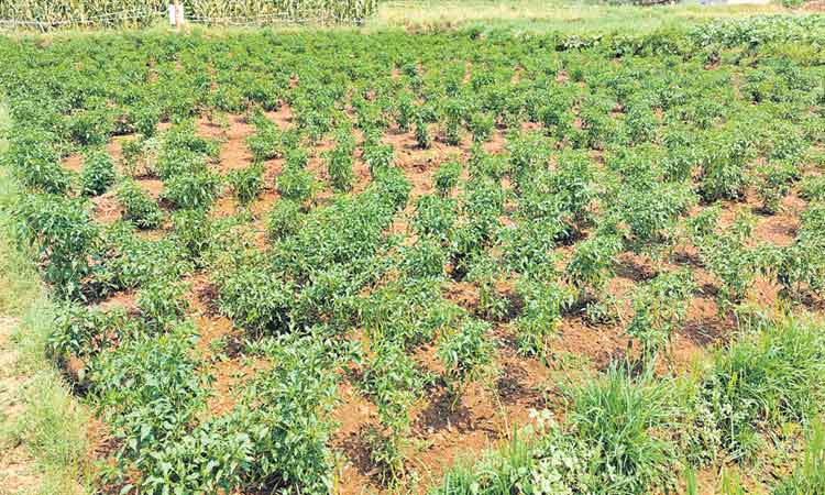 మిరపపంట.. సిరులు ఇంట