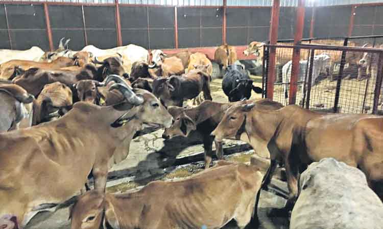 ఔషద నిలయం.. గోవర్థనం గోశాల