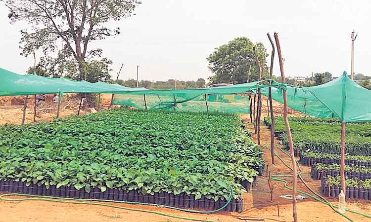 పల్లెల్లో పచ్చదనమే.. సర్కార్‌ ధ్యేయం