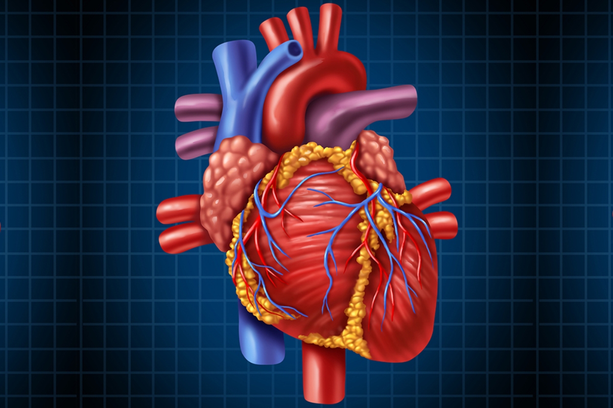 Name the first artificial heart | మొదటిసారి కనుగొన్న కృత్రిమ గుండె పేరు?