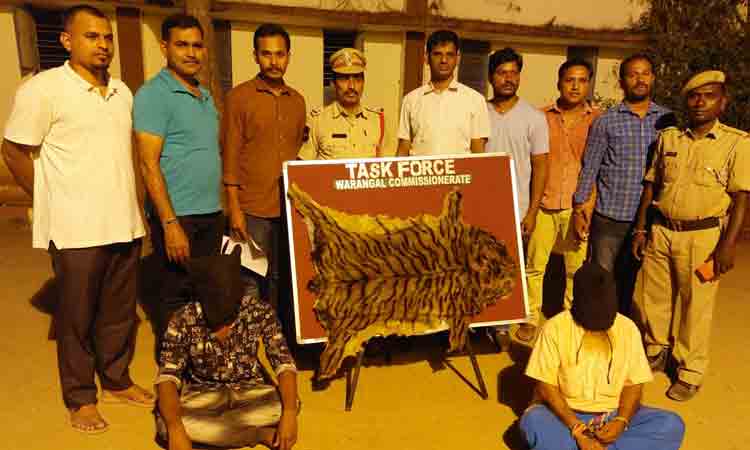 మేక తోలును పులి చర్మంగా..