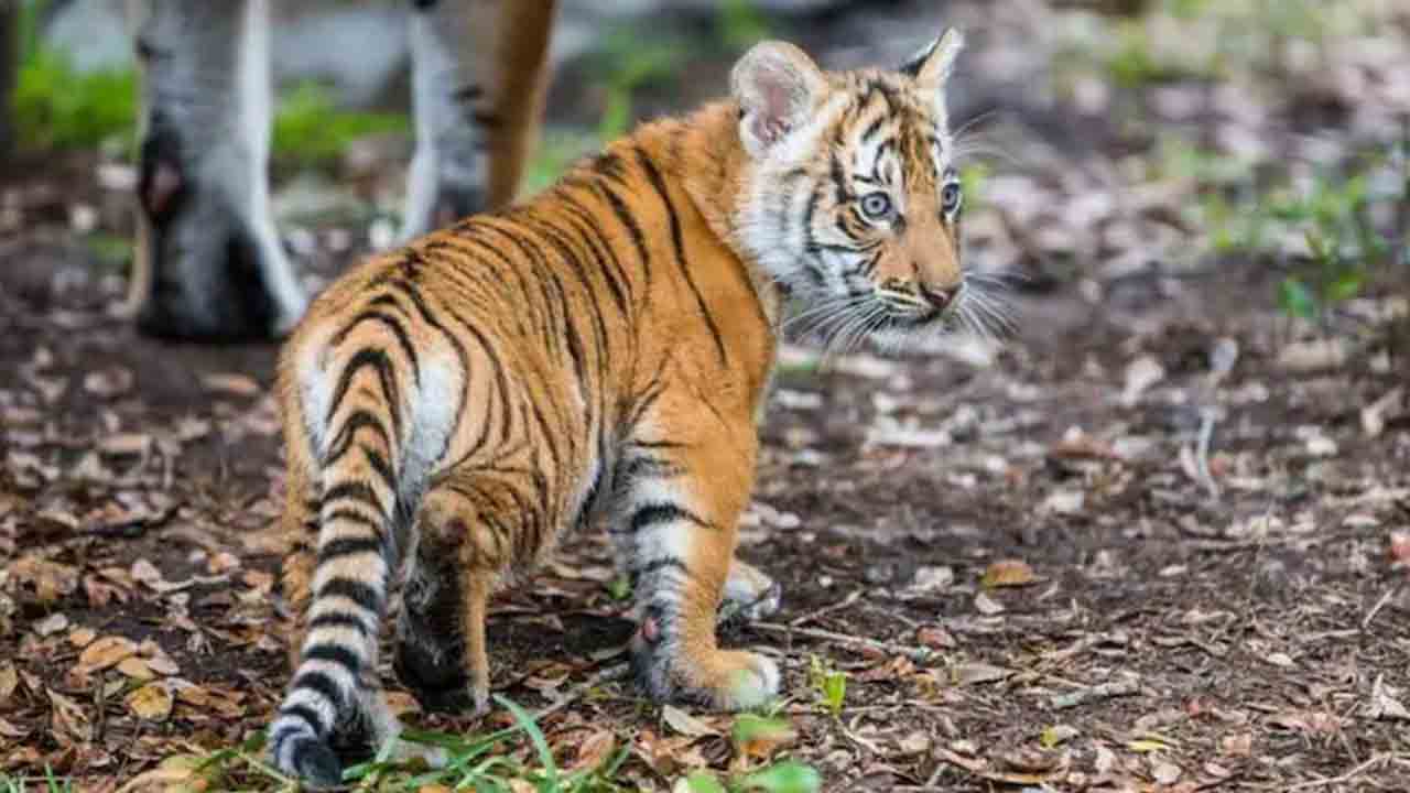 ఆడ పులి పిల్ల మృతి.. త‌ల‌పై తీవ్ర గాయాలు