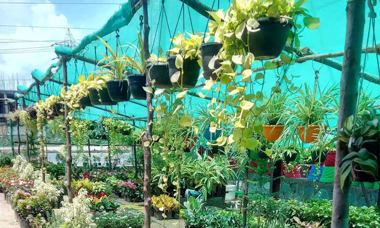 పొడవైన మొక్కల కోసం రెండు మాడల్‌ నర్సరీలు