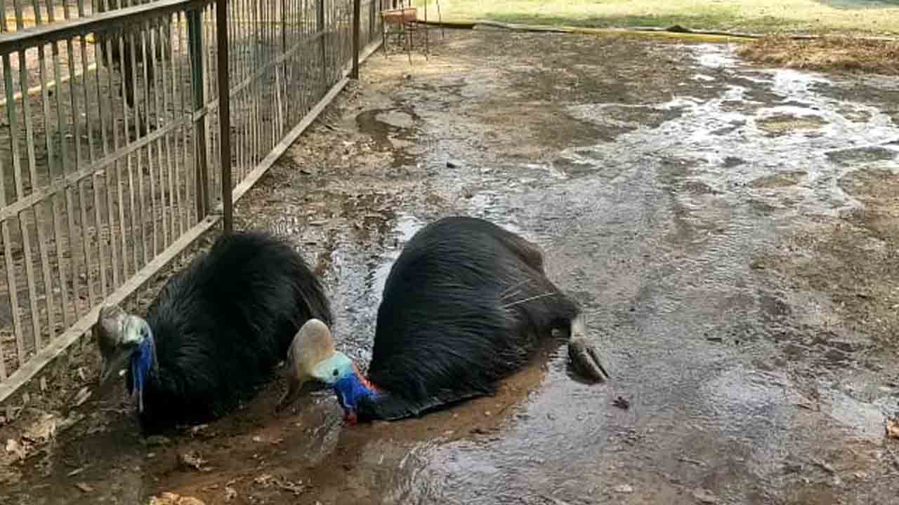 Heat | మండుతున్న ఎండలు.. జూలో జంతువుల కోసం కూలర్లు, ఏసీలు!