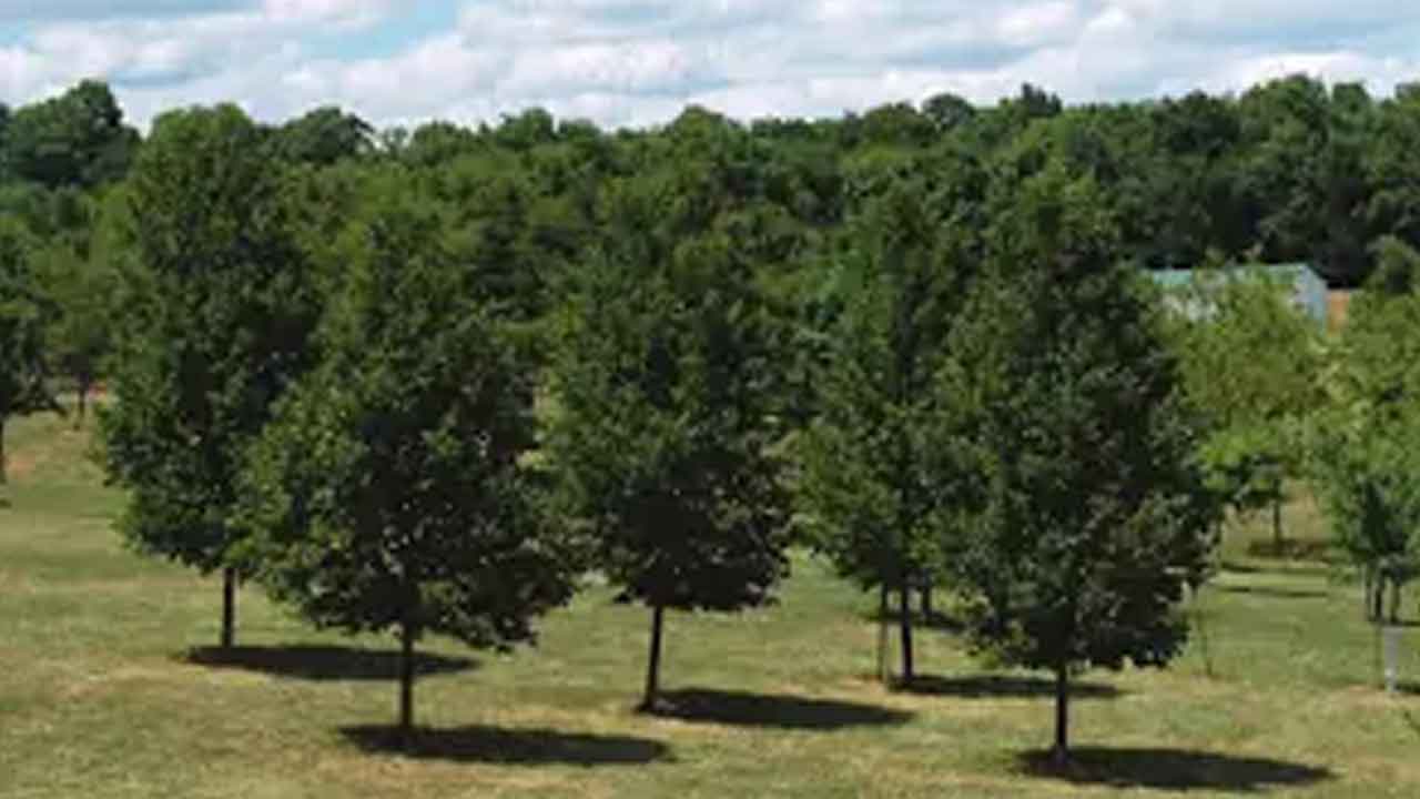 క్షార భూమి మీద పెరిగే చెట్లను ఏమంటారు?