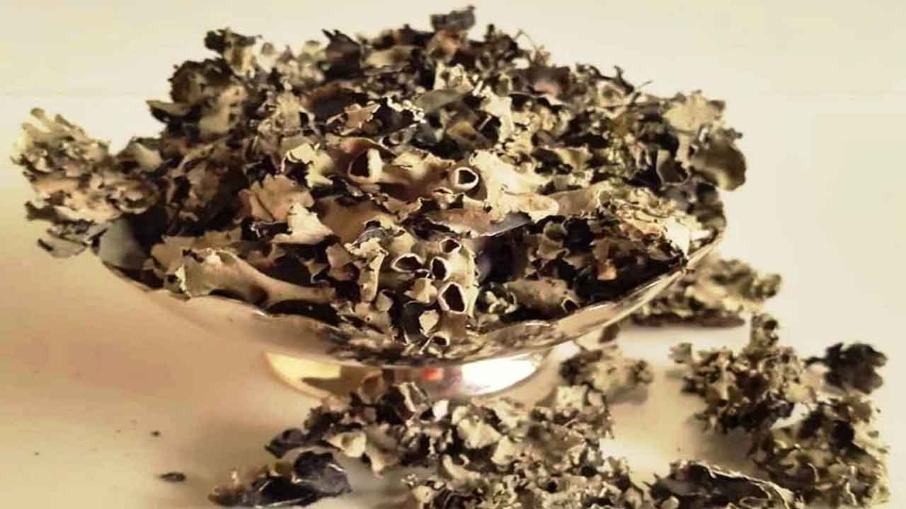 బిర్యానీలో రాక్‌ఫ్లవర్‌గా వాడే లైకెన్‌ ఏది?