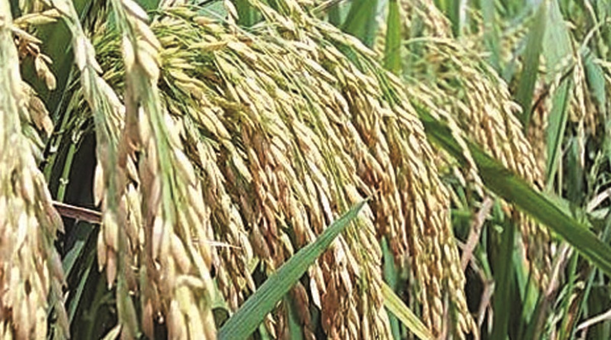 Plants – economic significance | మొక్కలు – ఆర్థిక ప్రాముఖ్యత