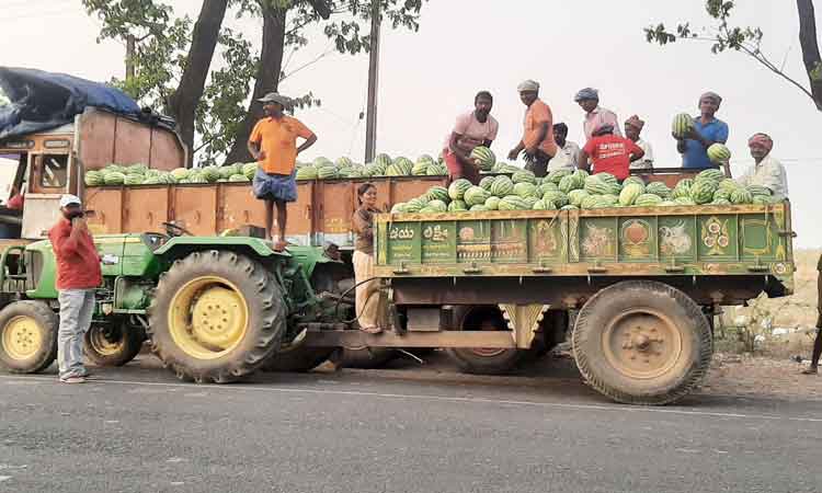 పుచ్చసాగు.. లాభాలు బాగు