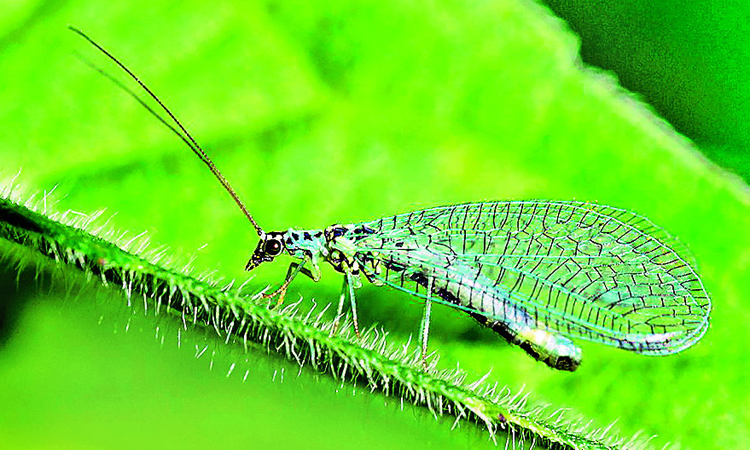 రైతు నేస్తం మనుగడ ప్రశ్నార్థకం..