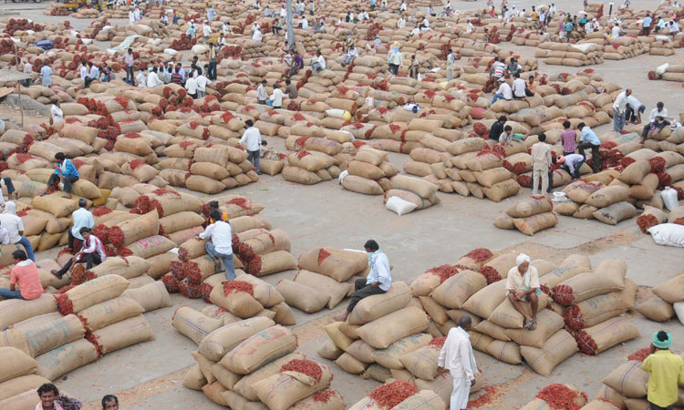 దేశీమిర్చి.. రైతన్నకు లాభసాటి