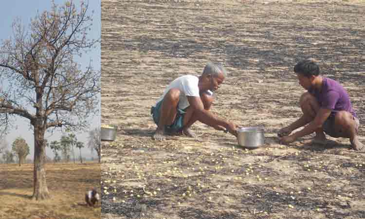 ఇప్పపూల బాటలో ఉపాధి వేట
