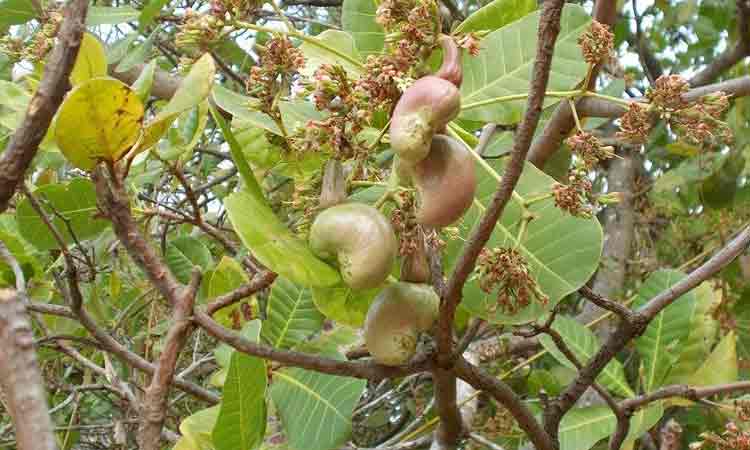 జీడి మామిడి.. ఆశల దిగుబడి