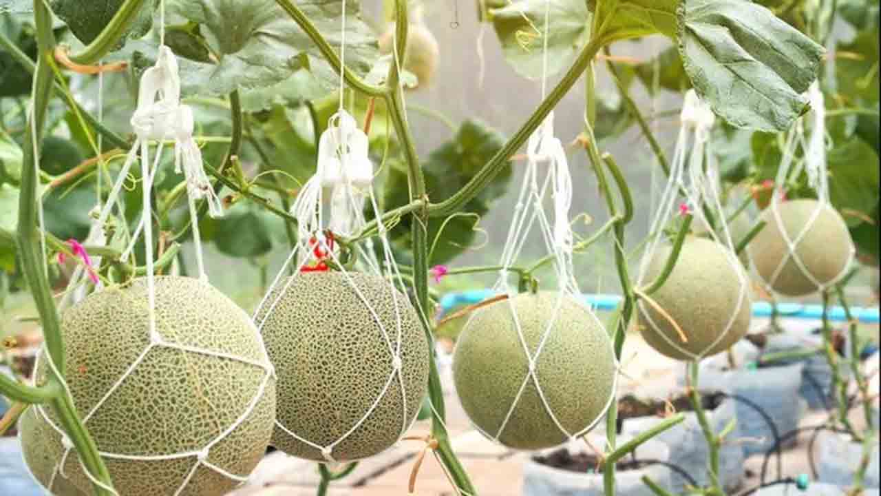 ఈ పండు చాలా కాస్లీ గురూ.. ధర కలలో ఊహించి ఉండరు..!