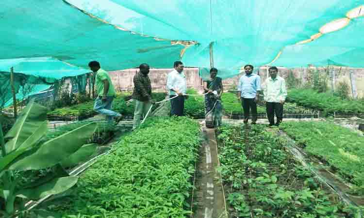 మొక్కలను సంరక్షించాలి
