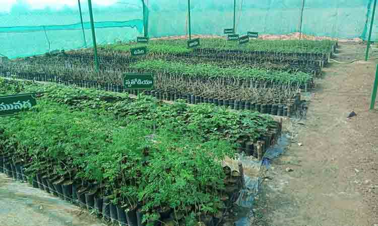 మొక్కల సంరక్షణకు చర్యలు