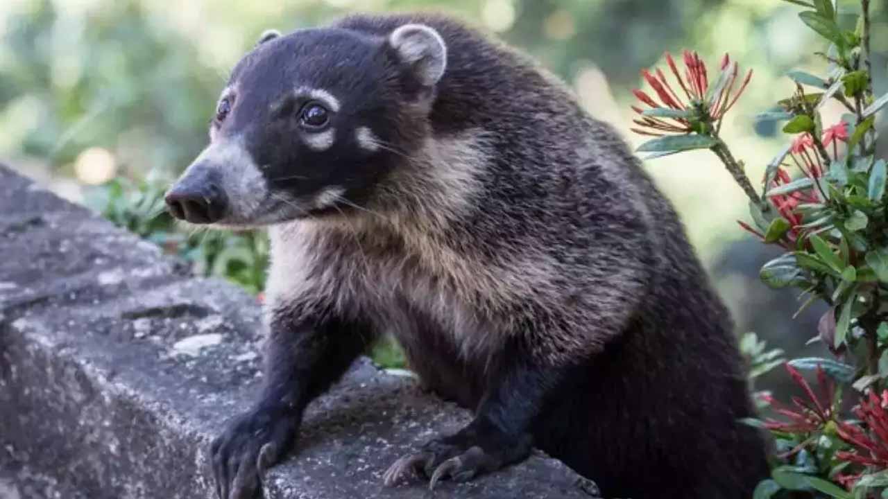 Viral news: ఇంటిపై వింత‌జీవి.. భ‌య‌ప‌డి పోలీసుల‌కు ఫోన్‌.. ఆ త‌ర్వాత ఏమైందంటే..?