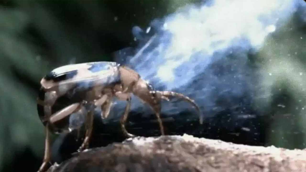 ఇది య‌మ‌డేంజ‌ర్‌ కీట‌కం.. వేటాడాల‌ని చూస్తే బాంబులేస్తుంది..!!