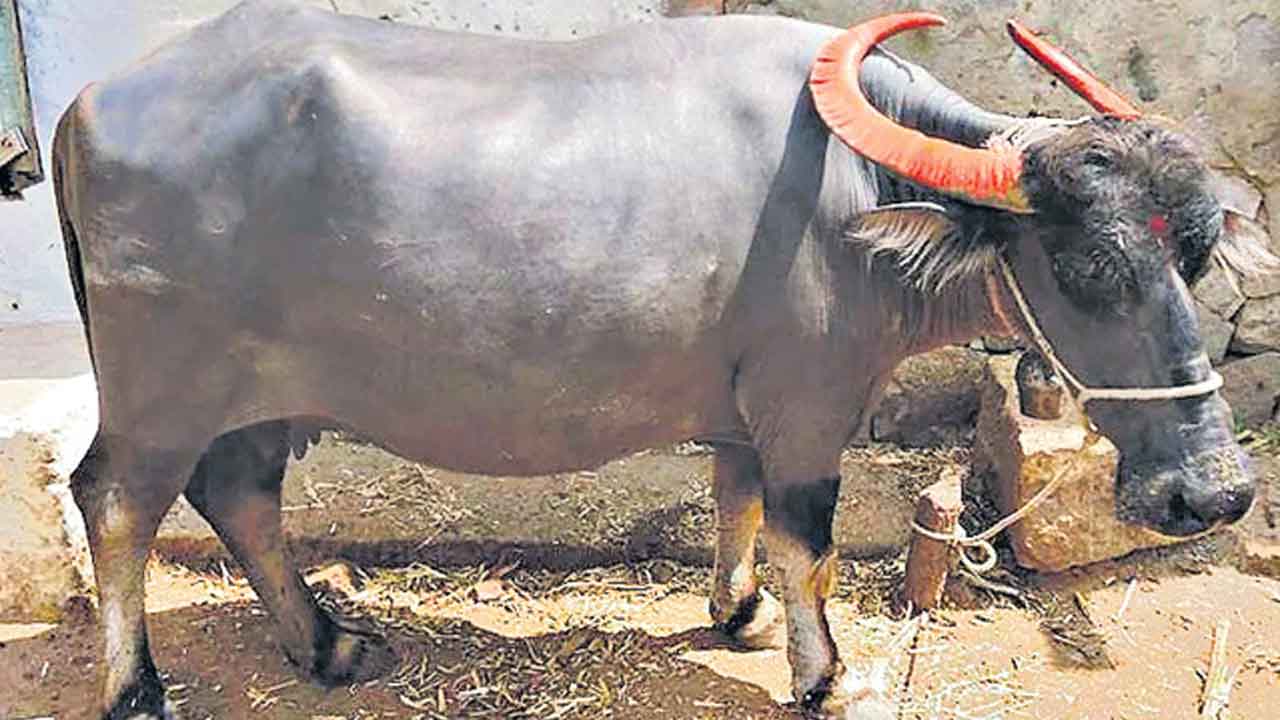 బుబాలస్ బుబాలిస్ అంటే ఎవరో తెలుసా?