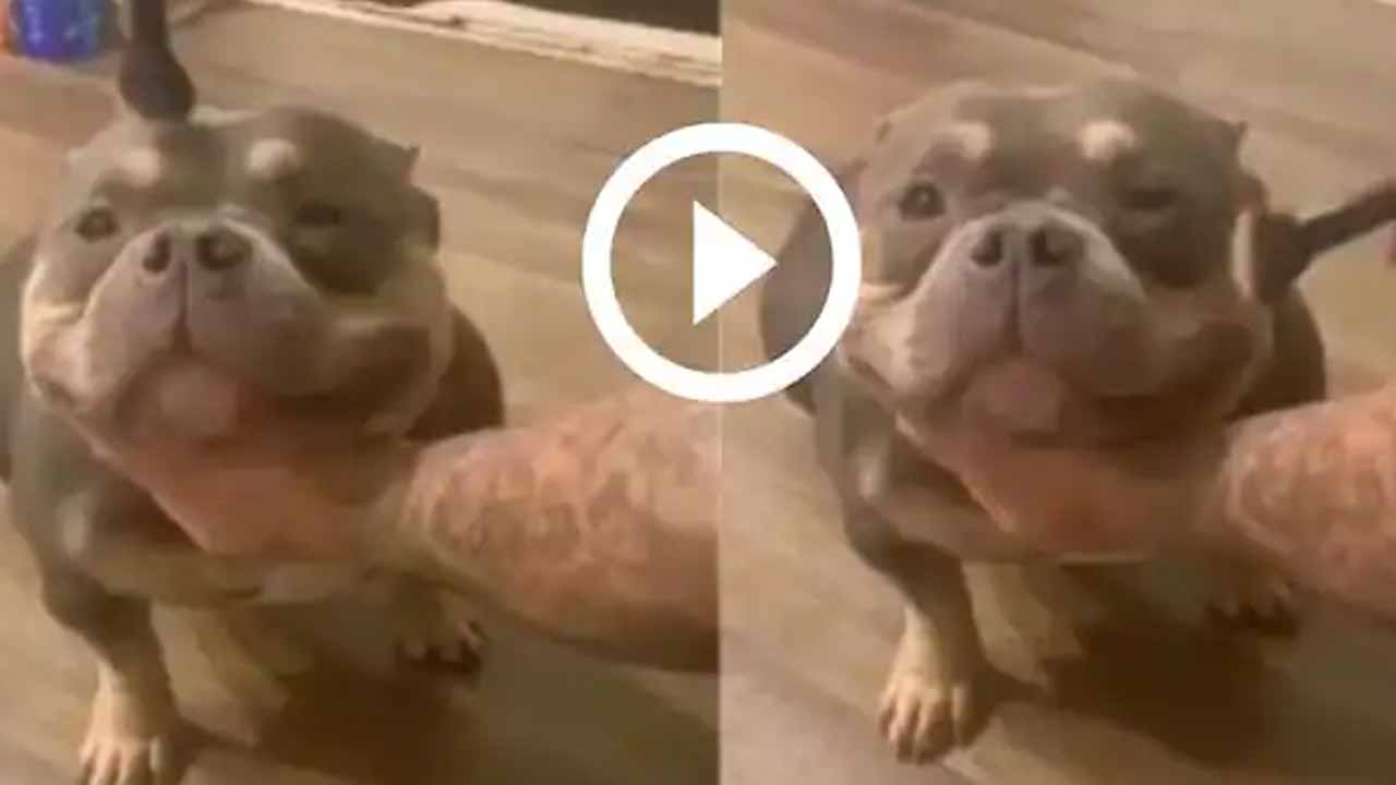 Viral Video:  మేక‌ప్ వేస్తుంటే బుల్‌డాగ్ భ‌లే న‌వ్వింది..!!