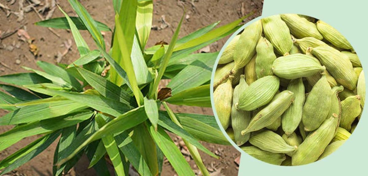 Market crops | మార్కెట్ పంటలు