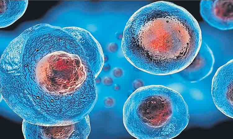 స్టెమ్ సెల్స్ నుంచి వీర్యం