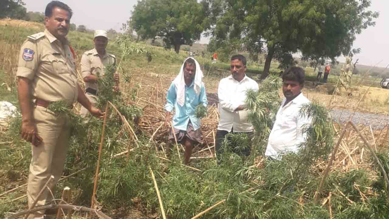 గంజాయి మొక్కలను ధ్వంసం చేసిన ఎక్సైజ్‌ పోలీసులు