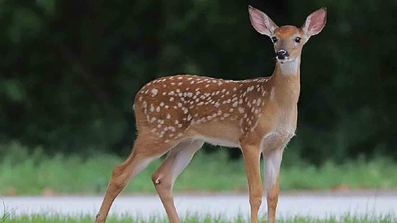 Crime news | కుక్కల దాడిలో జింక మృతి