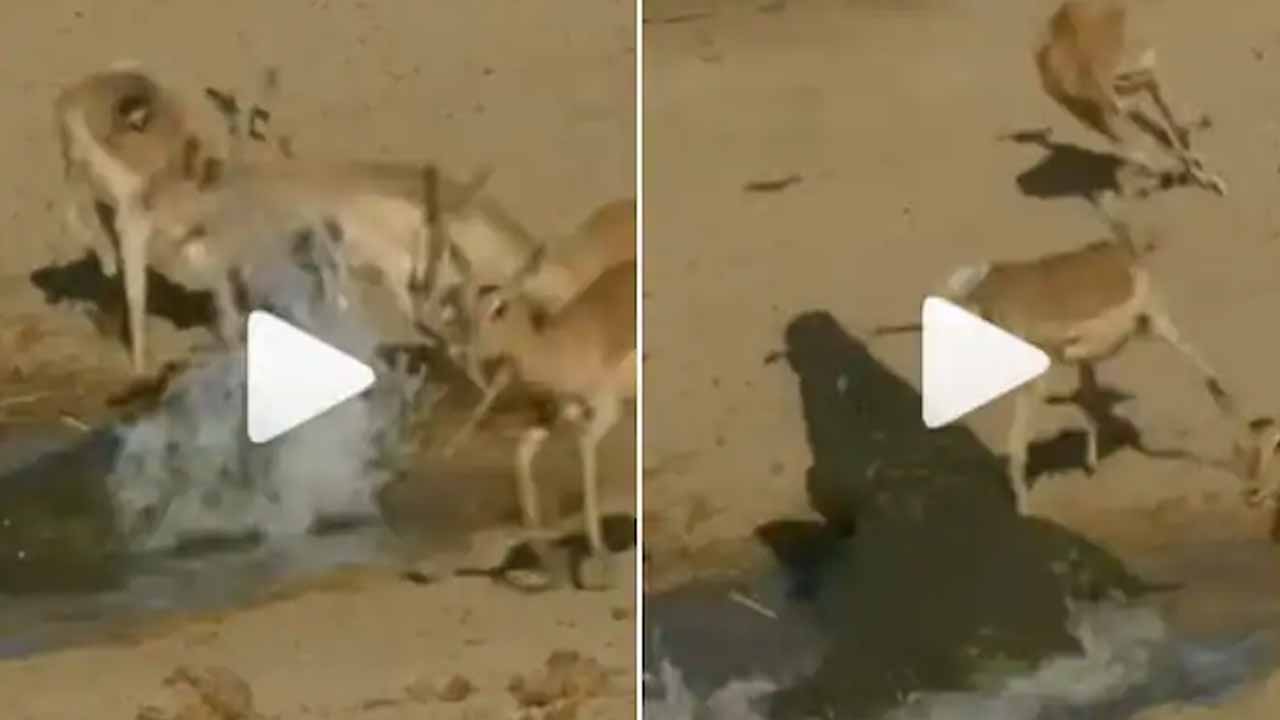 షాకింగ్ వీడియో: వామ్మో.. జింక‌ను మొస‌లి ఎంత భ‌యంక‌రంగా ప‌ట్టేసుకుందంటే?