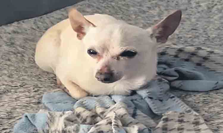 రికార్డు సృష్టించిన శునకం