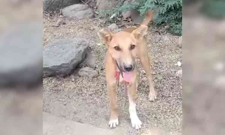 ఈ శునకం.. విశ్వాసం చూపలే!