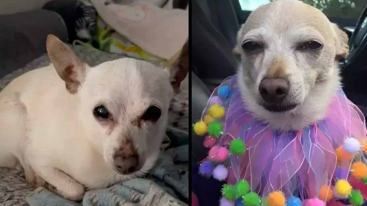 ప్ర‌పంచంలోనే జీవించి ఉన్న కుక్క‌ల్లో ఇదే పెద్ద‌ది.. దీని వ‌య‌స్సు ఎంతంటే?