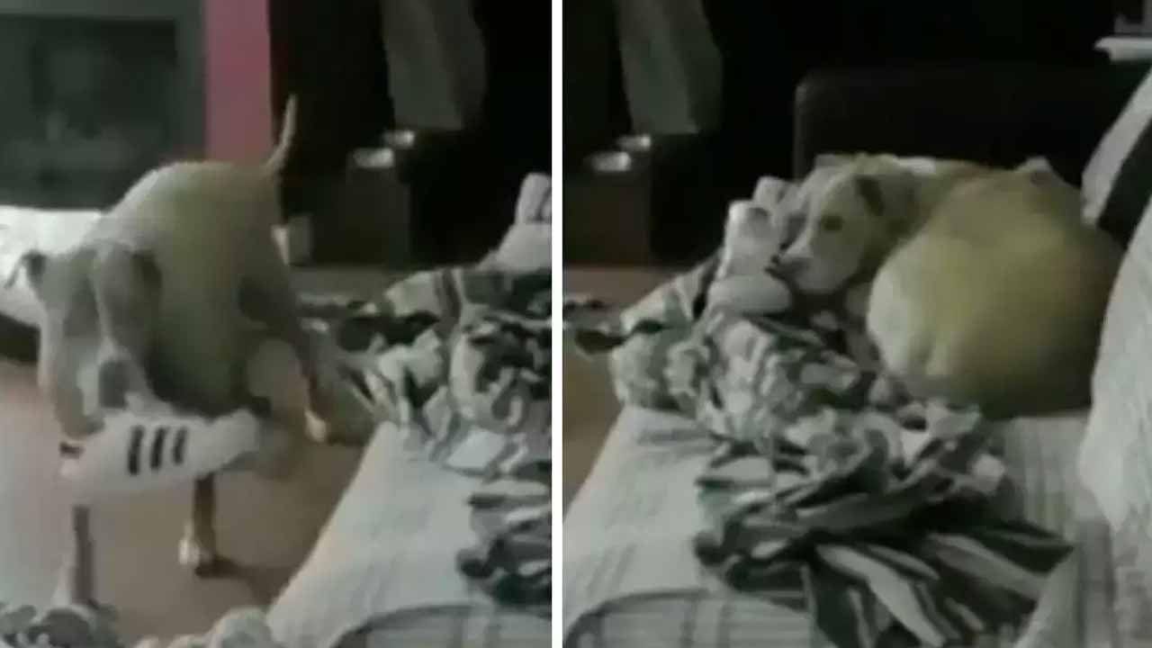 Touching video: ఊరెళ్లిన య‌జ‌మాని..ఇంట్లో ఒంటరిగా ఉన్న‌ కుక్క ఏం చేసిందంటే?