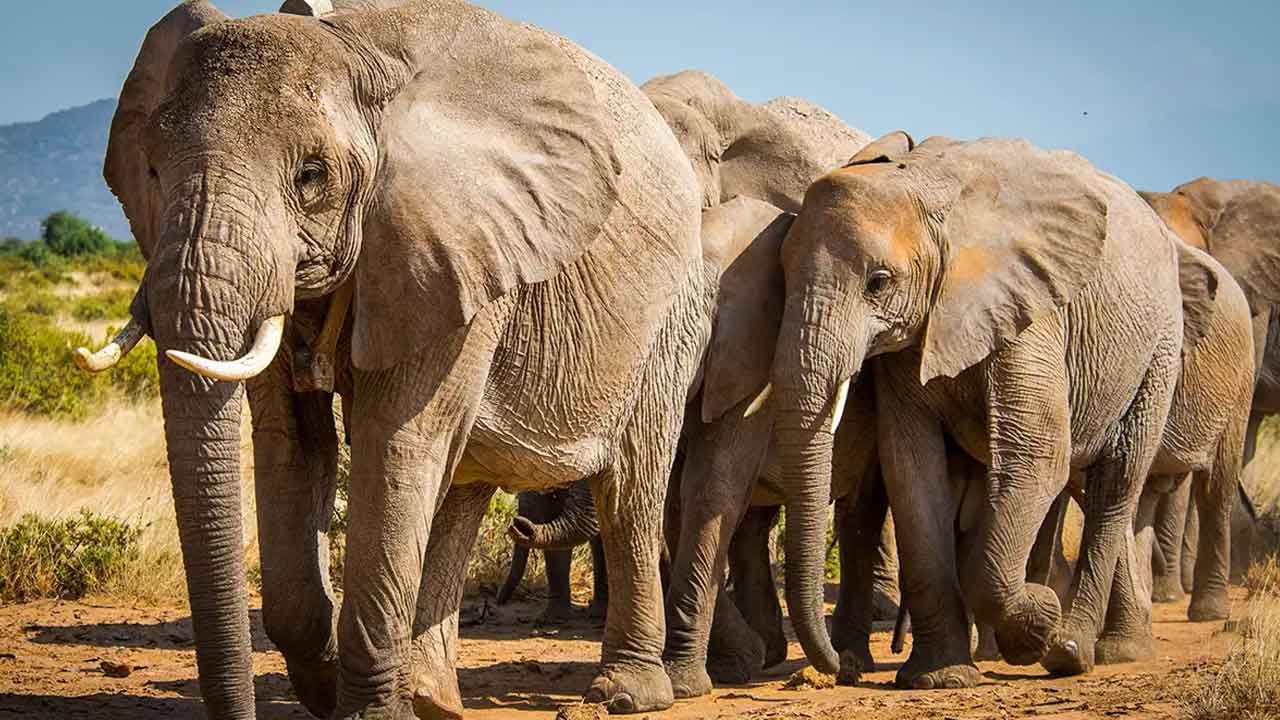 ఏనుగులు ఎక్కువగా గల రాష్ట్రం ఏది?