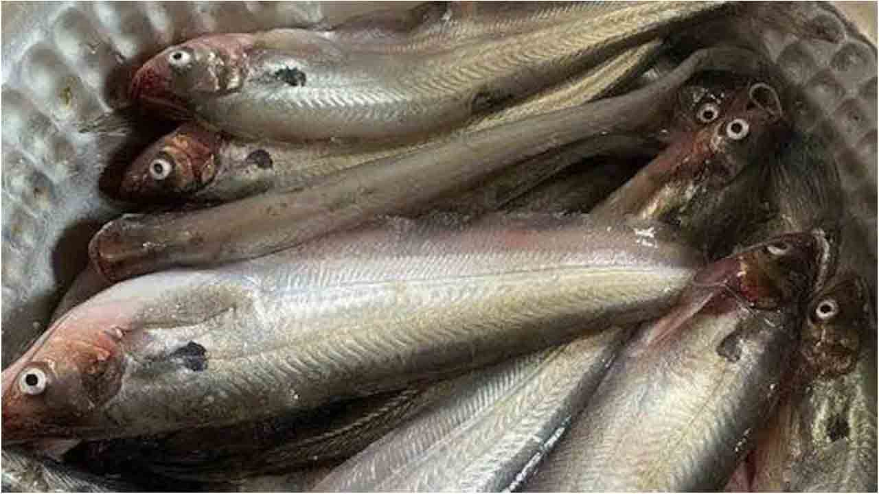 పెట్రో షాక్‌తో చేదెక్కిన చేప‌..కిలోకు రూ . 50 భారం!