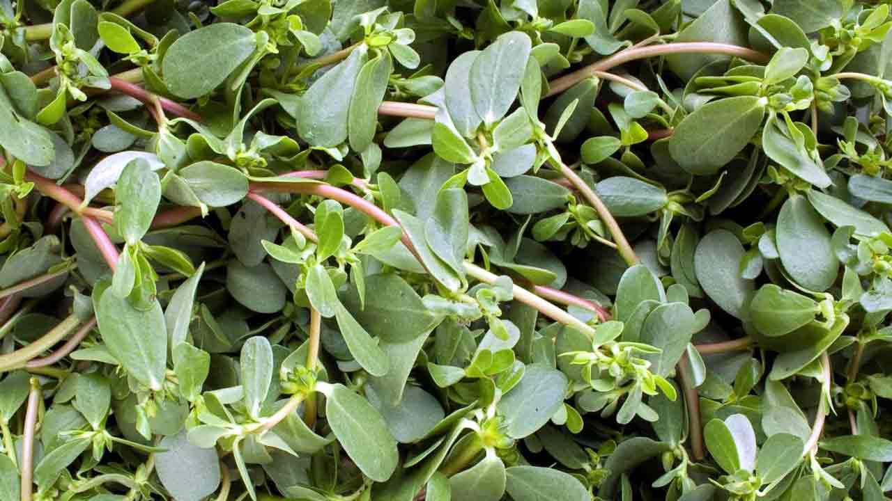 మీ ఎముక‌లు బ‌ల‌హీనంగా ఉన్నాయా? అయితే ఈ ఆకు కూర తినండి