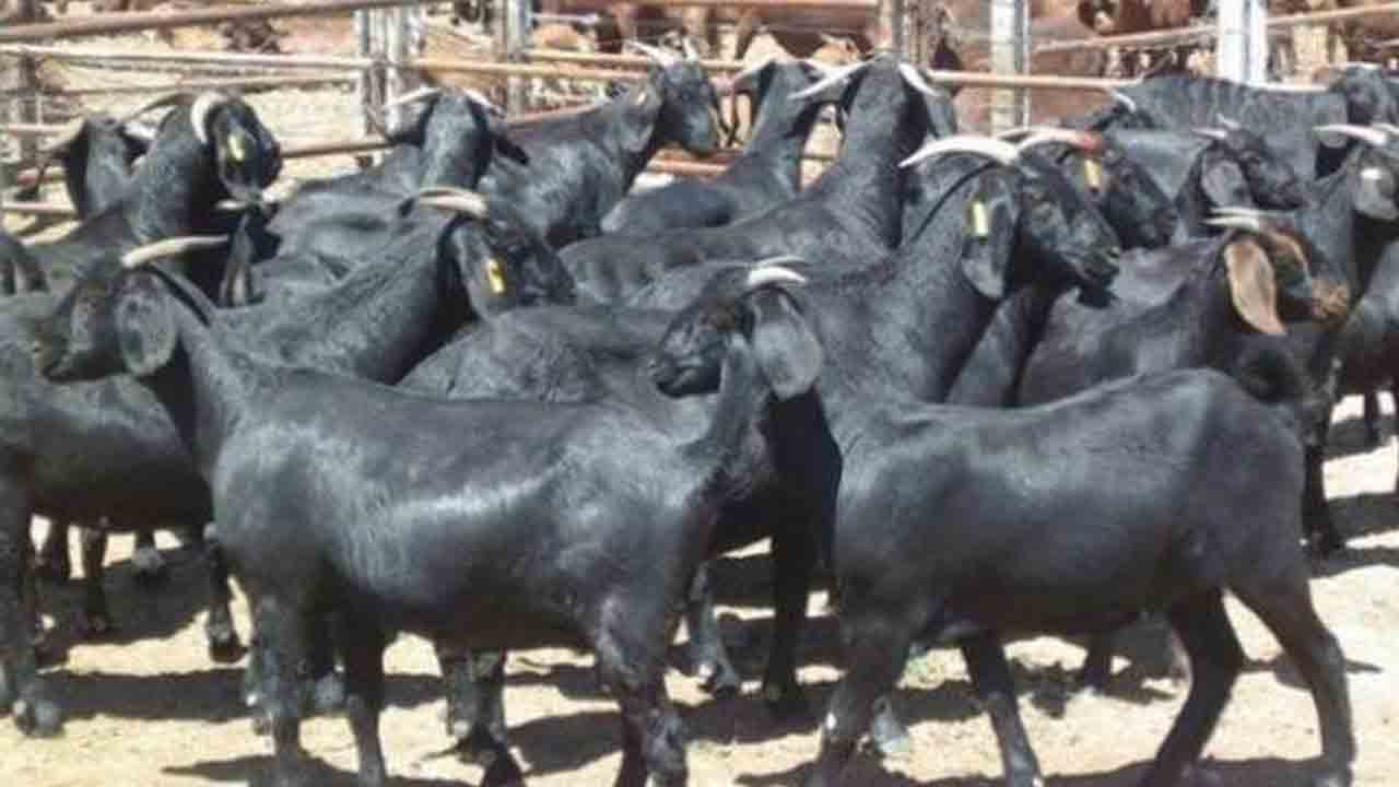 Peddapalli | పెద్దపల్లి జిల్లాలో మేకల దొంగల అరెస్ట్‌