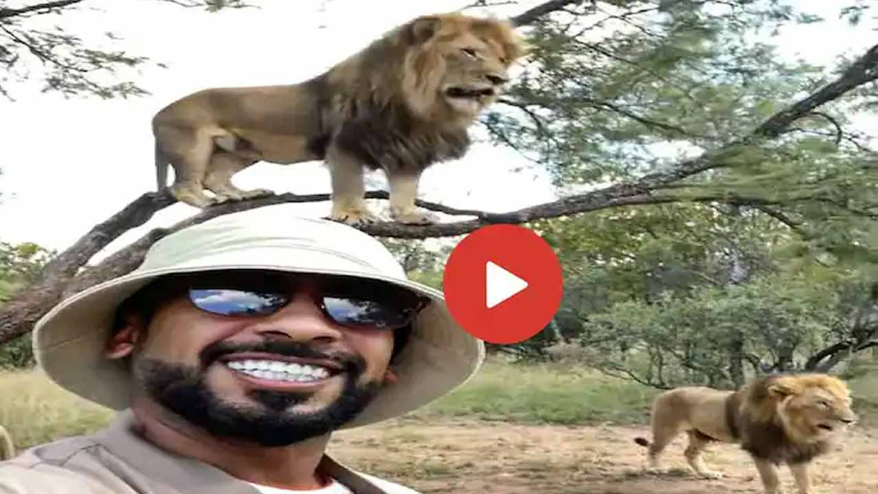 Viral Video: సింహాల‌తో సెల్ఫీ.. వీడు మ‌గాడ్రా బుజ్జీ అంటున్న నెటిజ‌న్స్‌!!