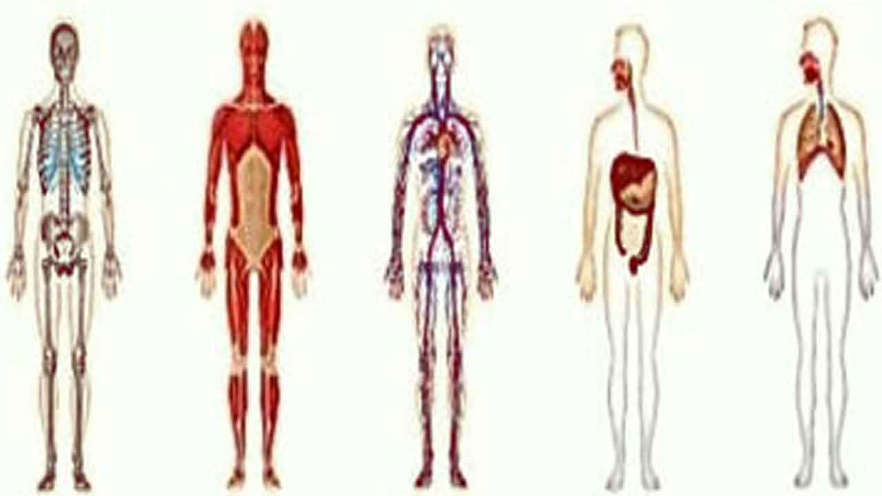 human systems and their work