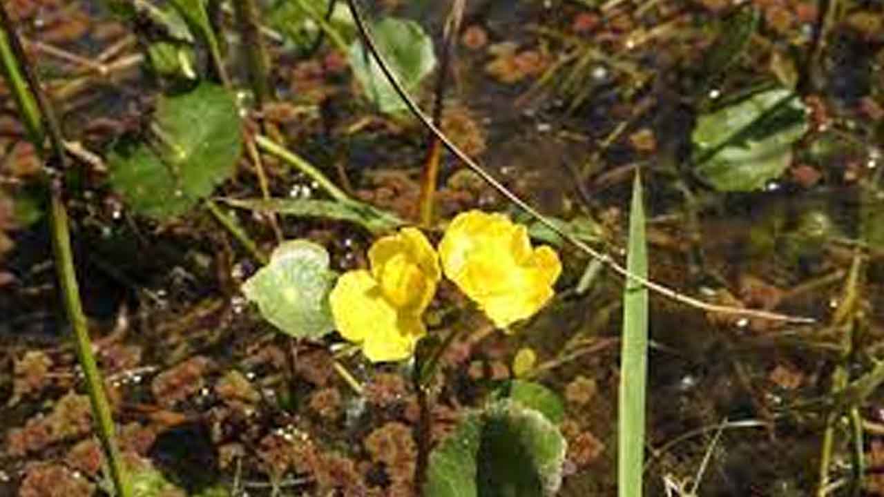 కీటకాహార హైడ్రోఫైట్ ఏది?