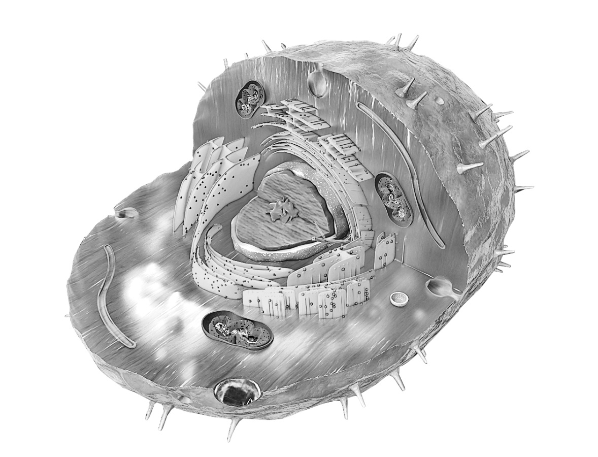 Cell | జీవకణం