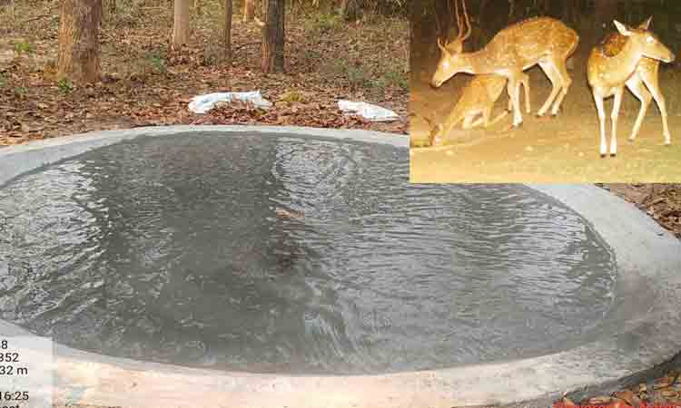 వన్యప్రాణులు సంరక్షణ