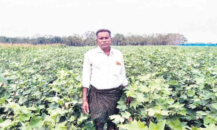 యాసంగి పత్తి సక్సెస్‌